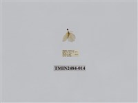 藏品(單點昏黃小苔蛾)的圖片